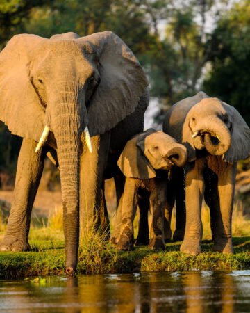 Wild life and Safari Experiences